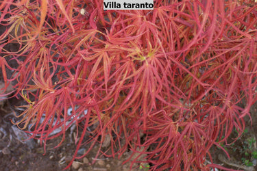 Acer palmatum 'Villa taranto' Thread Leaf Japanese Maple - Maple Ridge Nursery